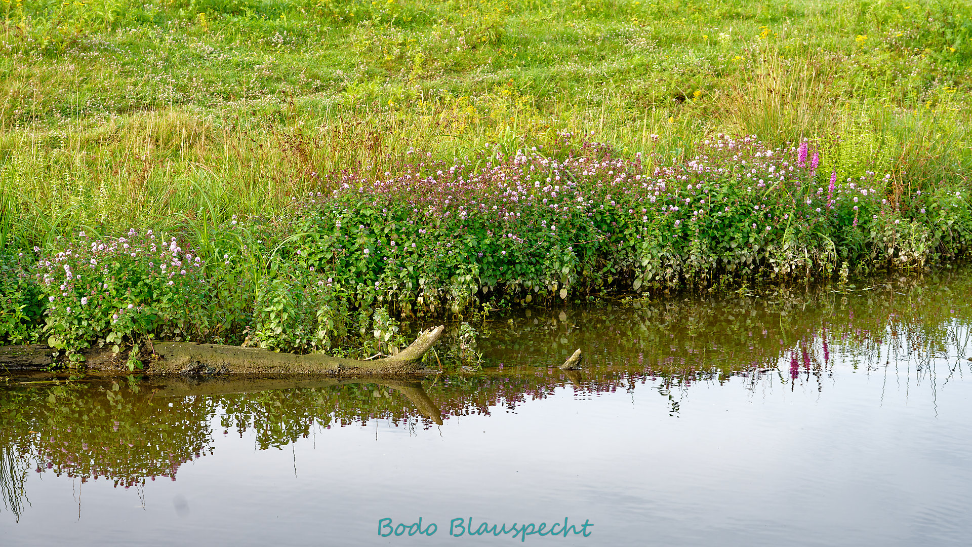 Pflanzen   Steveraue   2023.08.14 08.30 69 HD